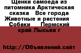 Щенки самоеда из питомника Арктическая сказка - Все города Животные и растения » Собаки   . Пермский край,Лысьва г.